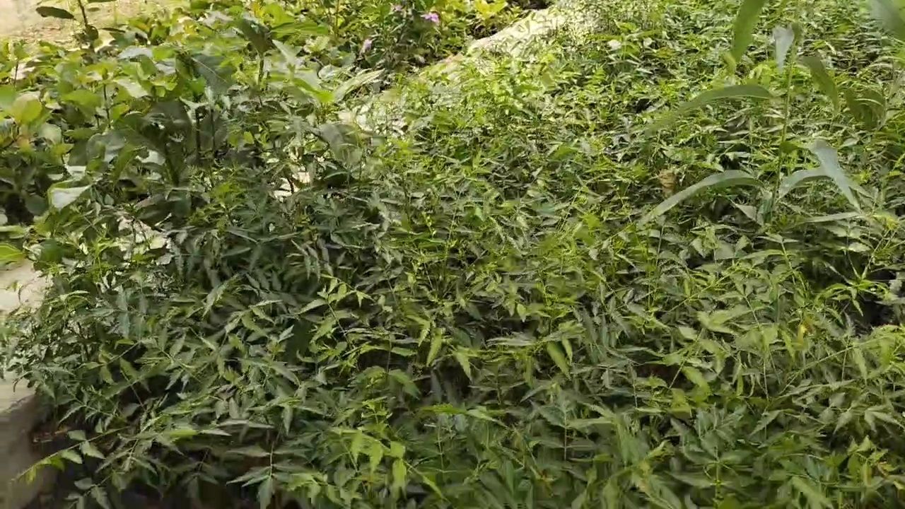मिशन हरियालो राजस्थान