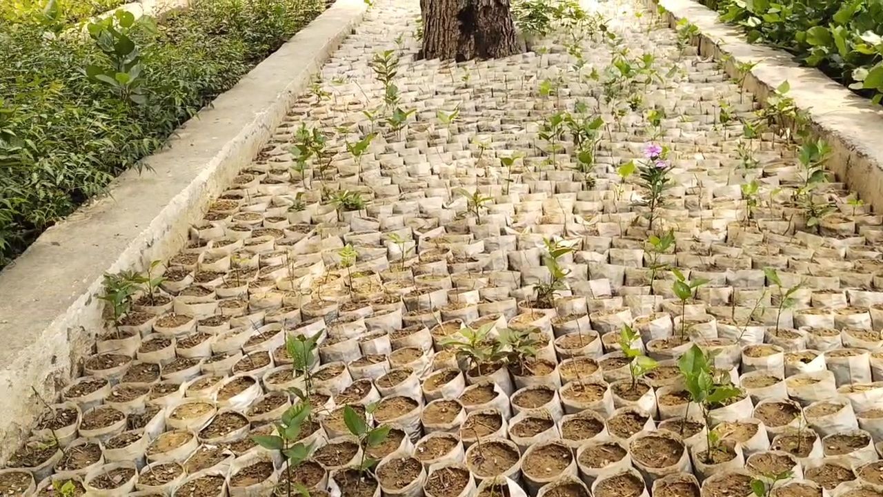 Tree Plantation Drive in Rajasthan