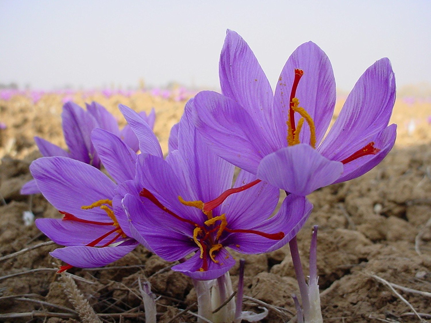 فائل فوٹو: ای ٹی وی بھارت