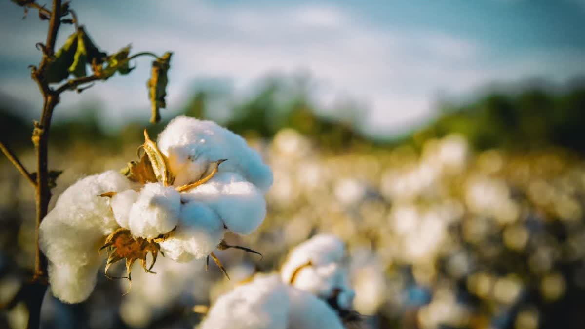 BURHANPUR COTTON TAX REDUCED MOHAN YADAV GOVT