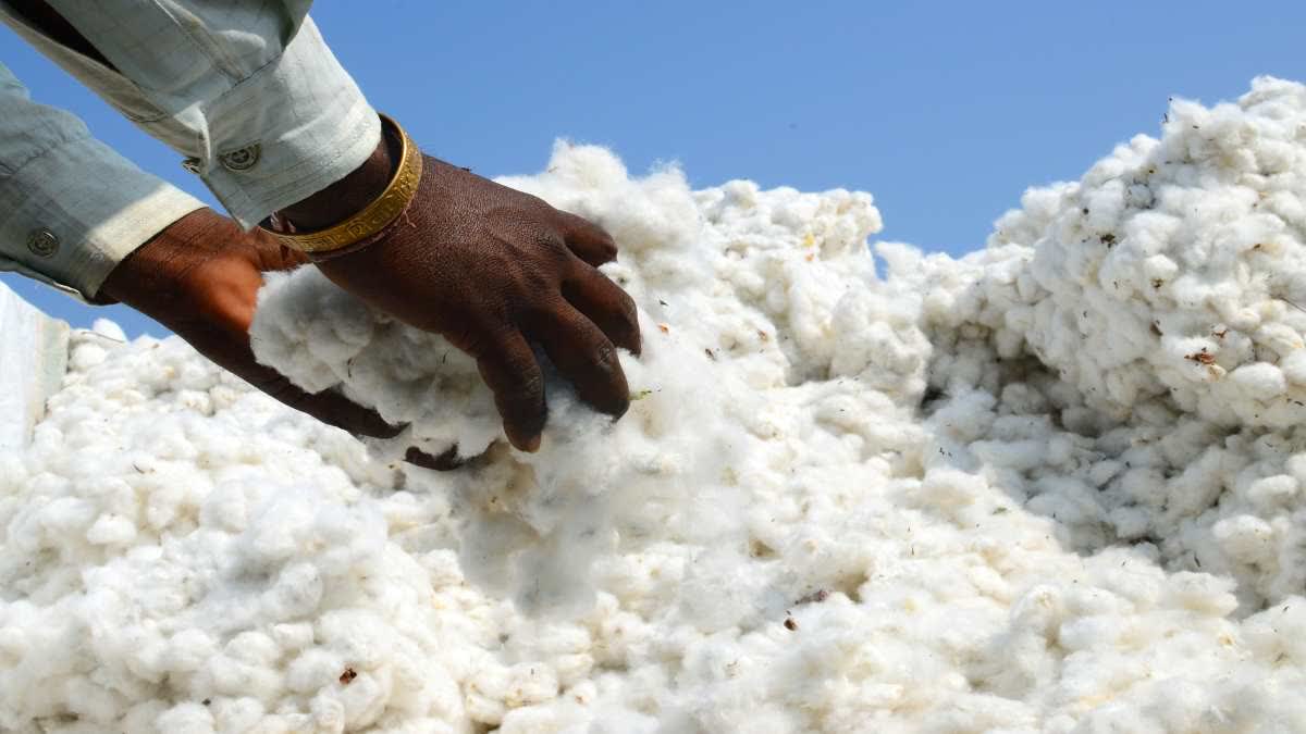 madhya pradesh cotton farming update