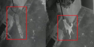 LEOPARD ENTERS HOUSE TO HUNT, FLEES AFTER BEING SCARED BY DOG'S SCREAMS, CHIKKAMAGALURU