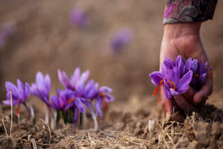 Saffron Price Hike India