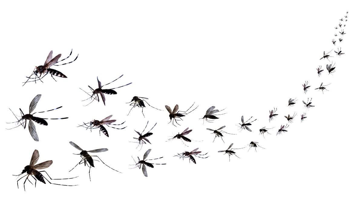 Natural Ways to Avoid Mosquitoes
