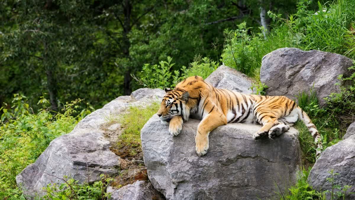 SEONI TIGER BODY FOUND