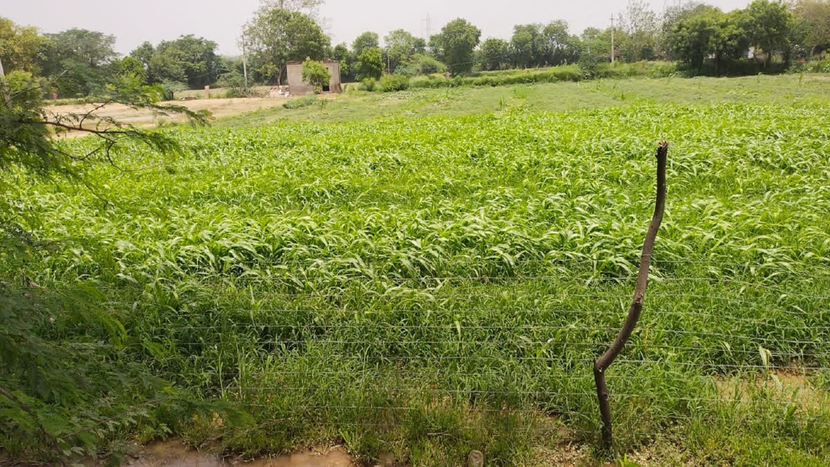 A flourishing crop in the field