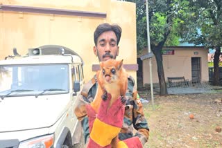 Indian Giant Flying Squirrel