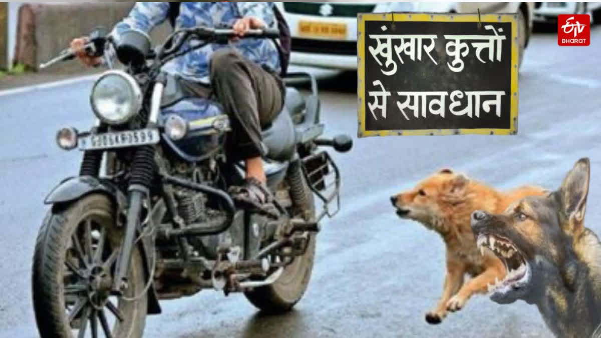 SC on Stray Dogs: If a stray dog chases you, do not run away and do this