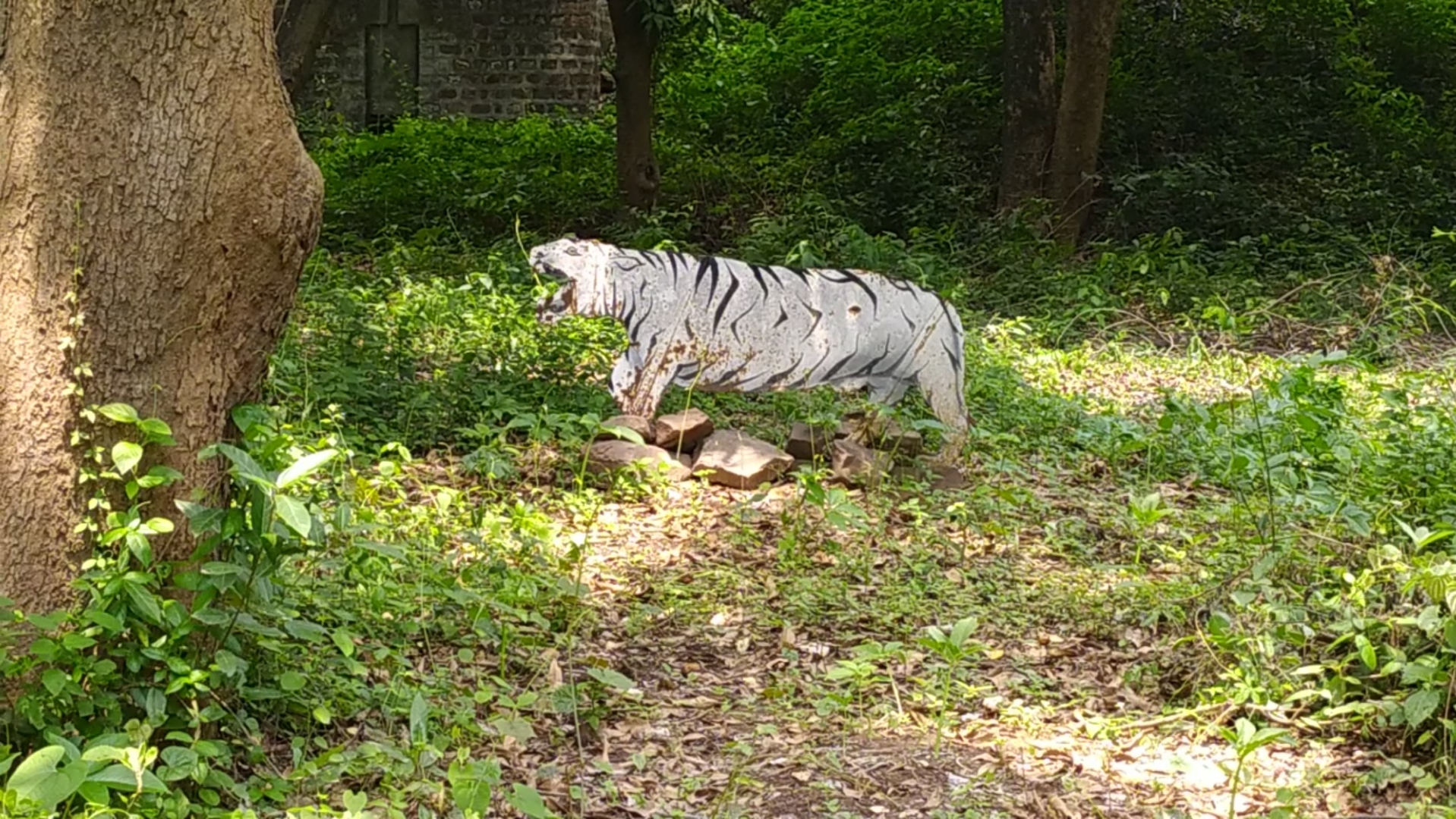 first white tiger lived rewa fort