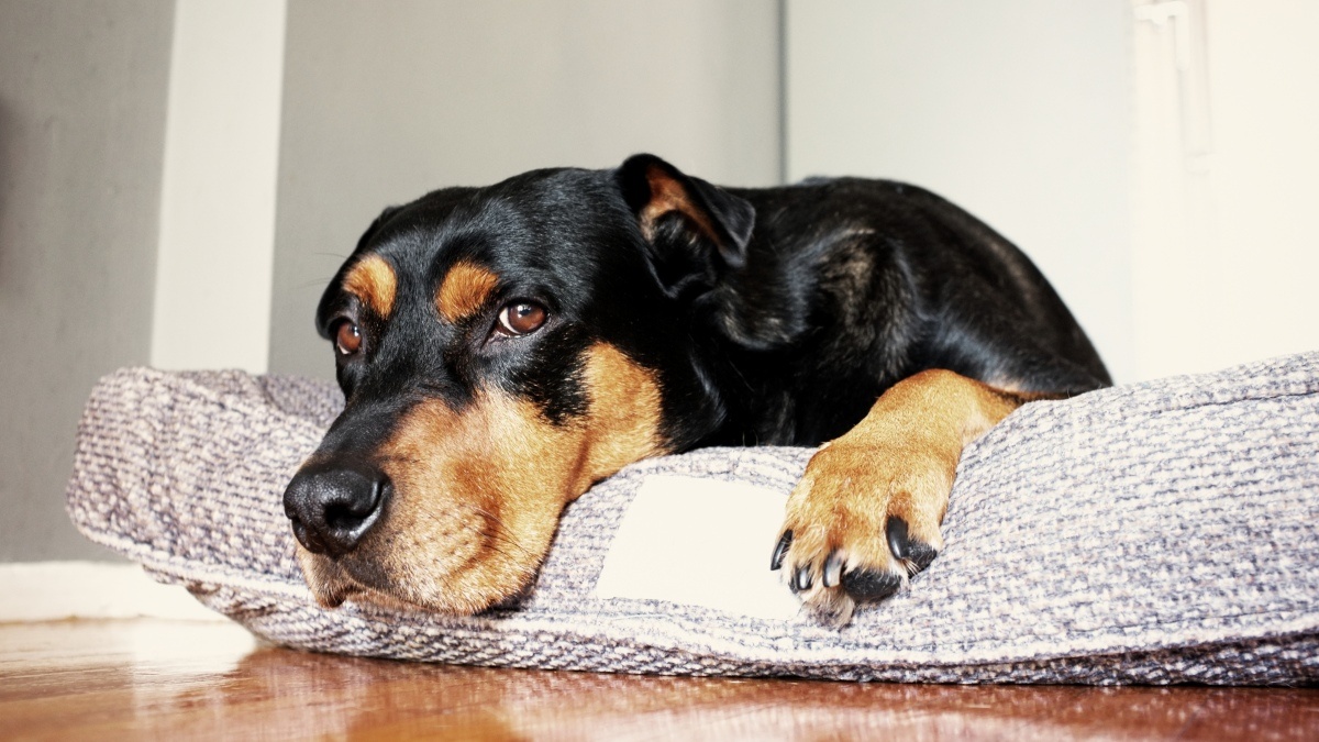 There are more dogs living with humans now than at any point in history