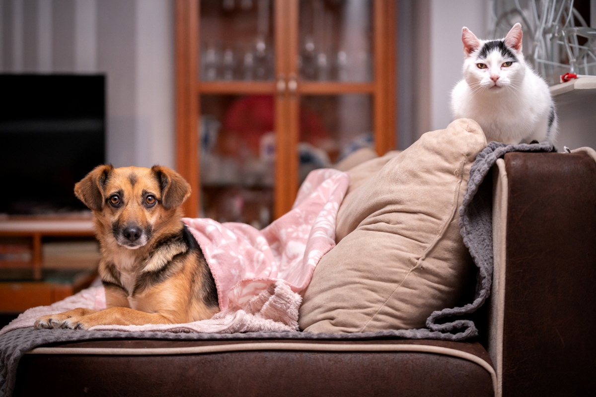 Dog and cat on a couch