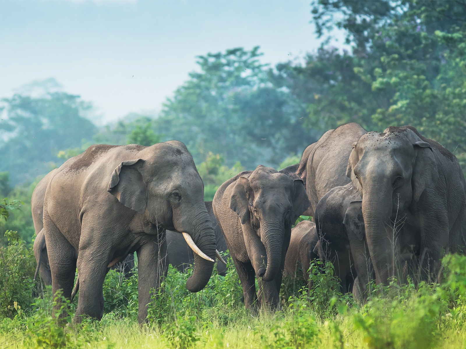 World Elephant Day