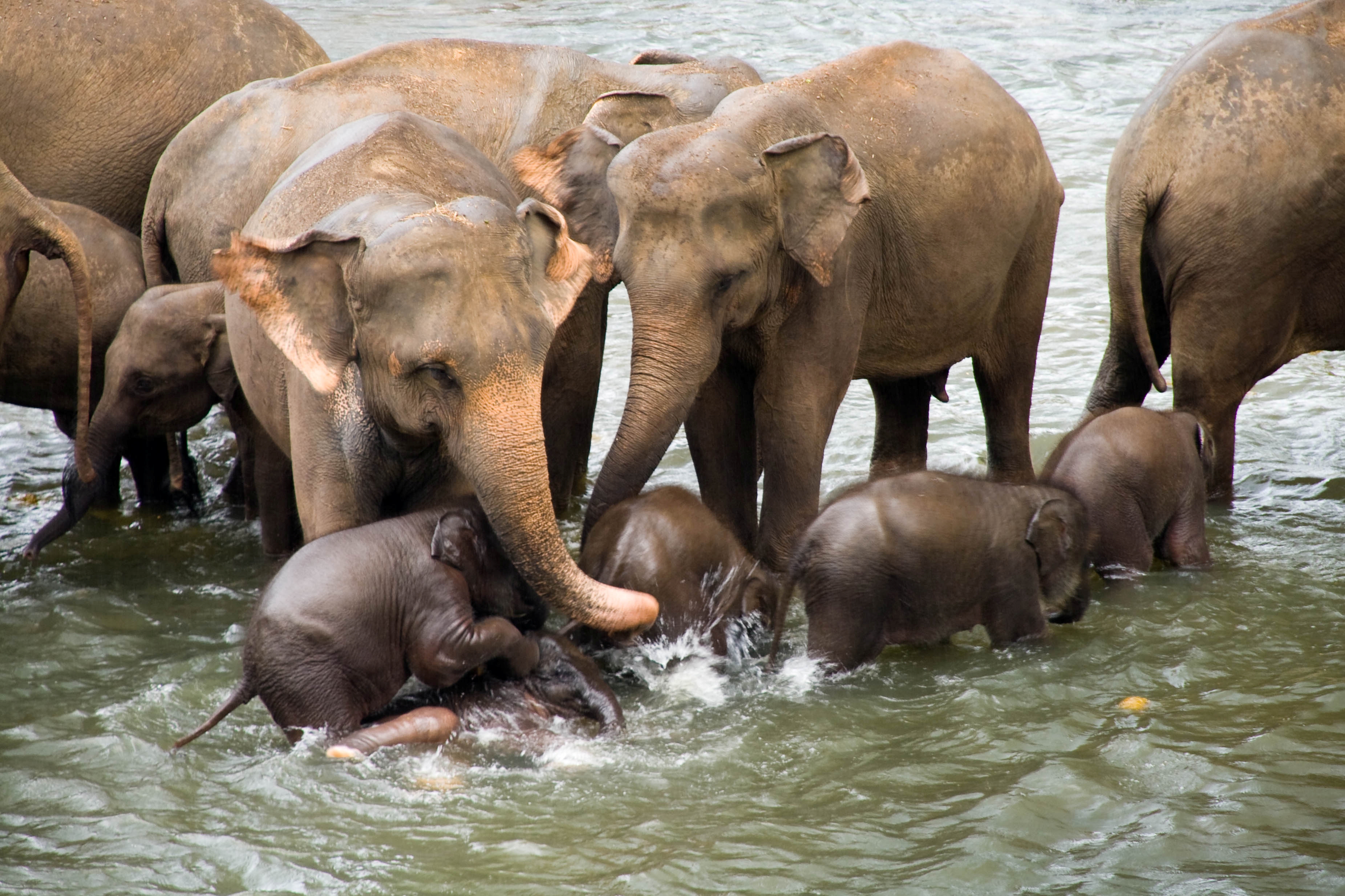 World Elephant Day