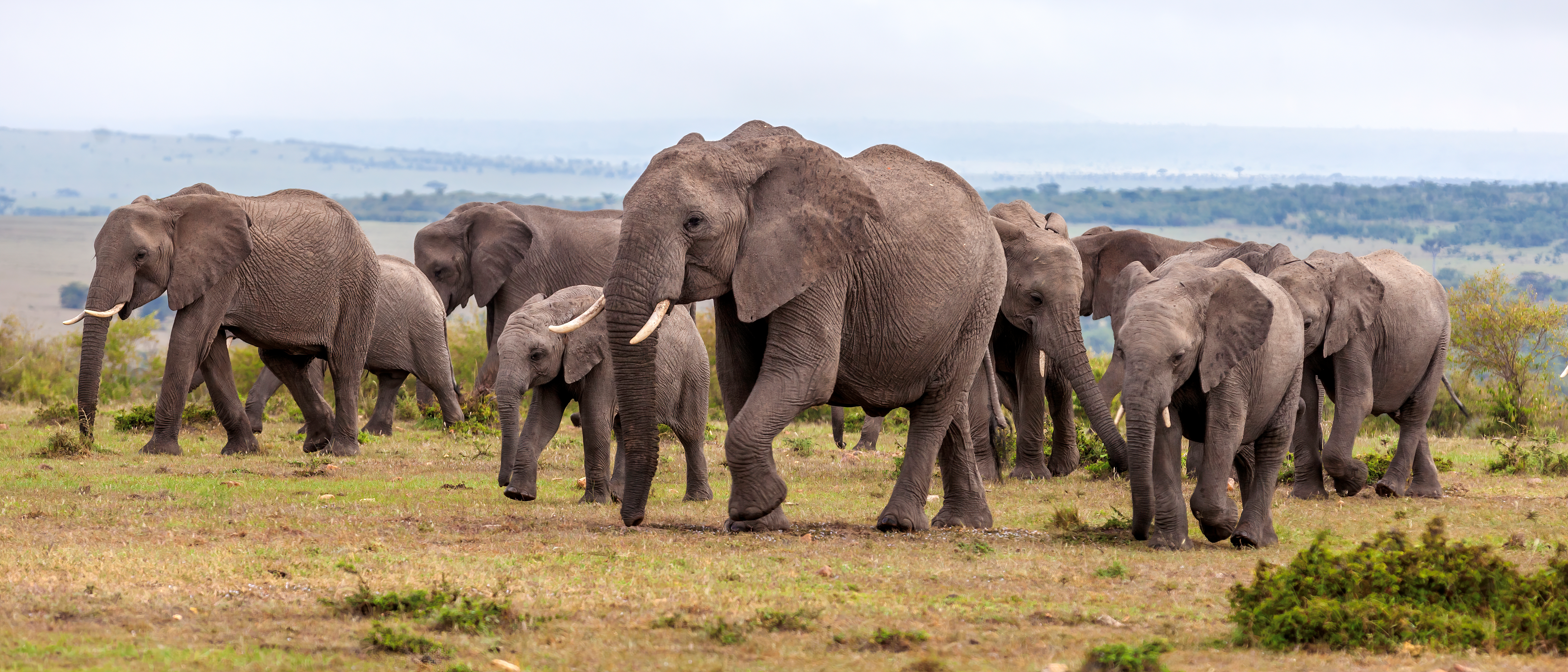 World Elephant Day