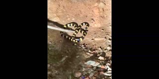 RARE SNAKE AT WARANGAL