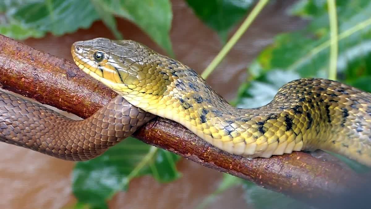 सांप काटने से भाई-बहन की मौत