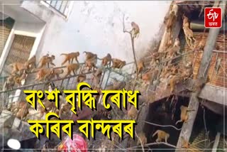 Monkey sterilization in Assam