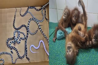 Wildlife poaching