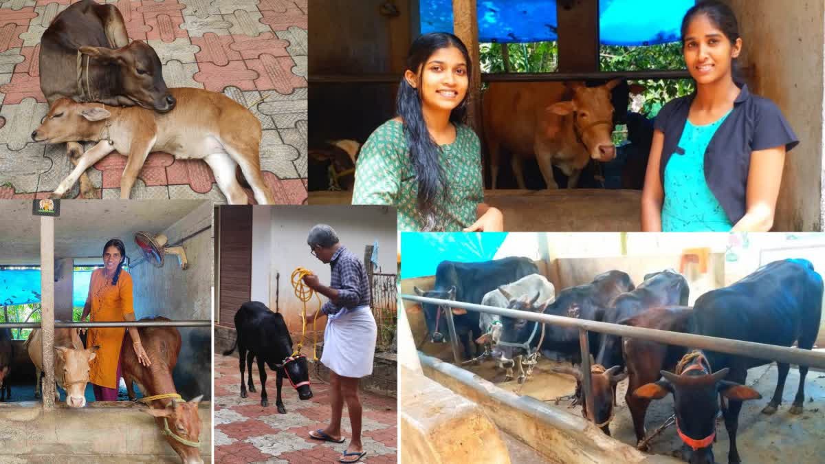 Kasargod Dwarf Cow Farming