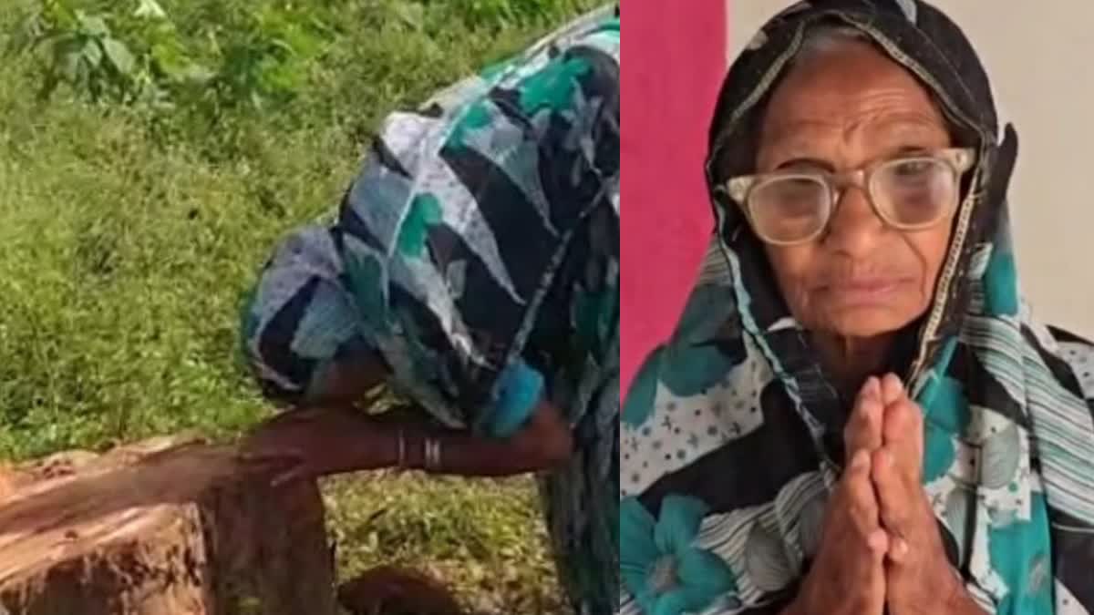 ಅಶ್ವತ್ಥ ಮರ  BILASPUR  DEVLA BAI  UNION MINISTER KIREN RIJIJU