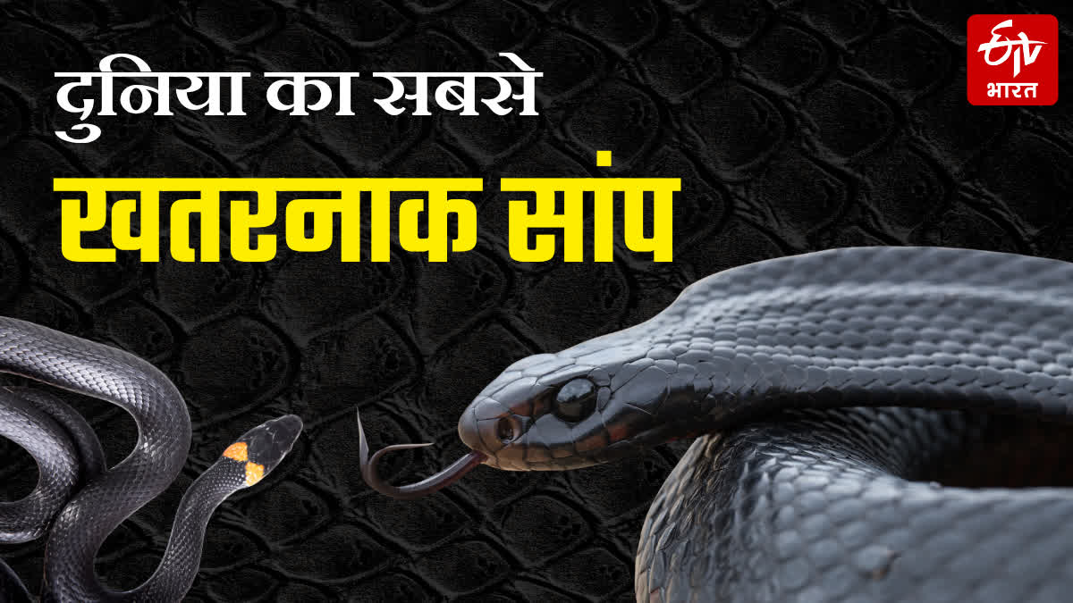 Even medicine is not effective against the bite of a Mamba snake.