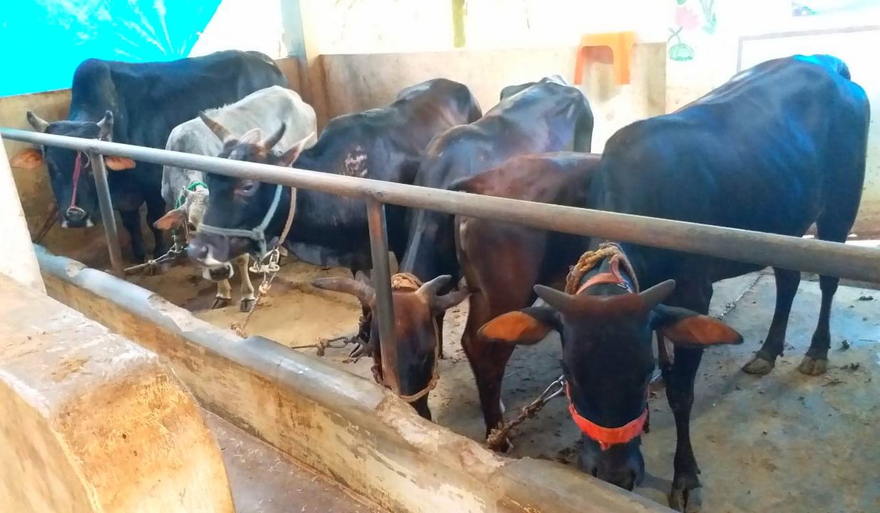 Kasargod Dwarf Cow Farming