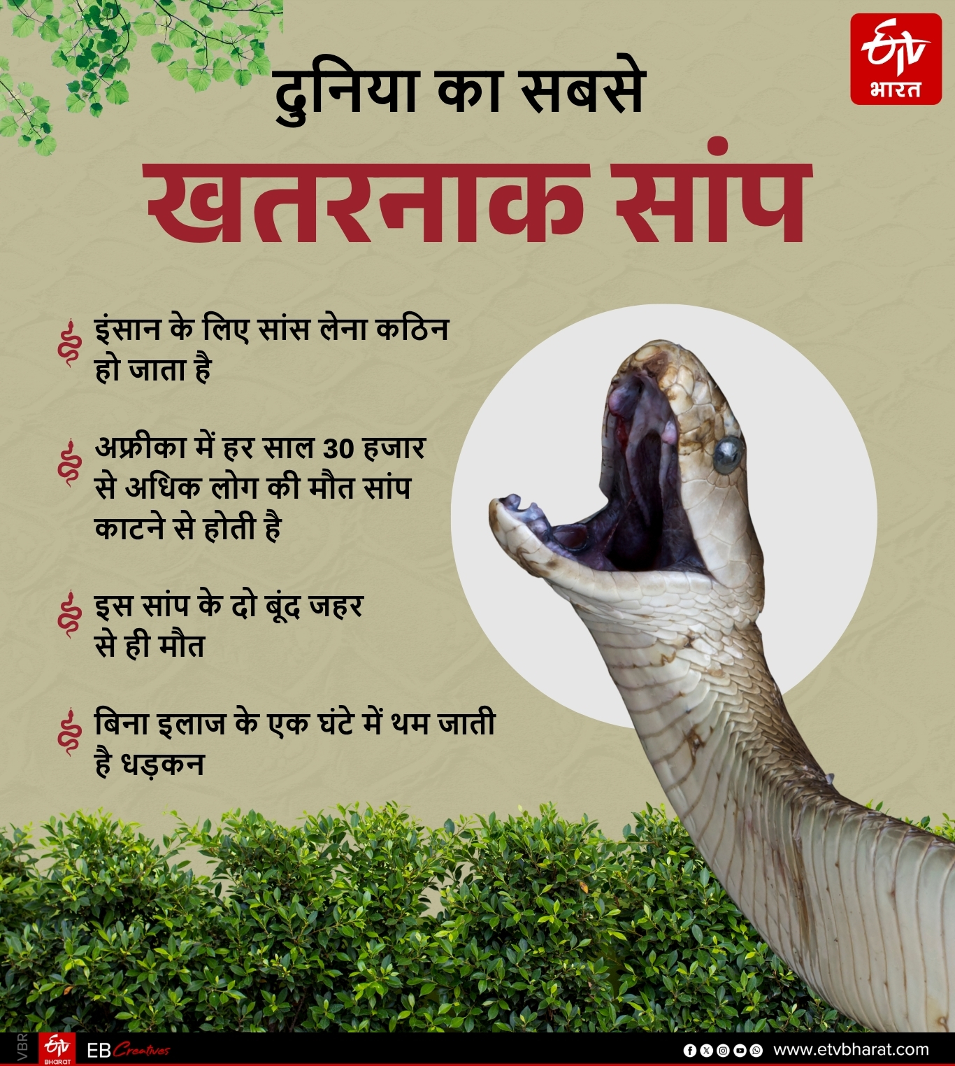 Learn about the Mamba snake