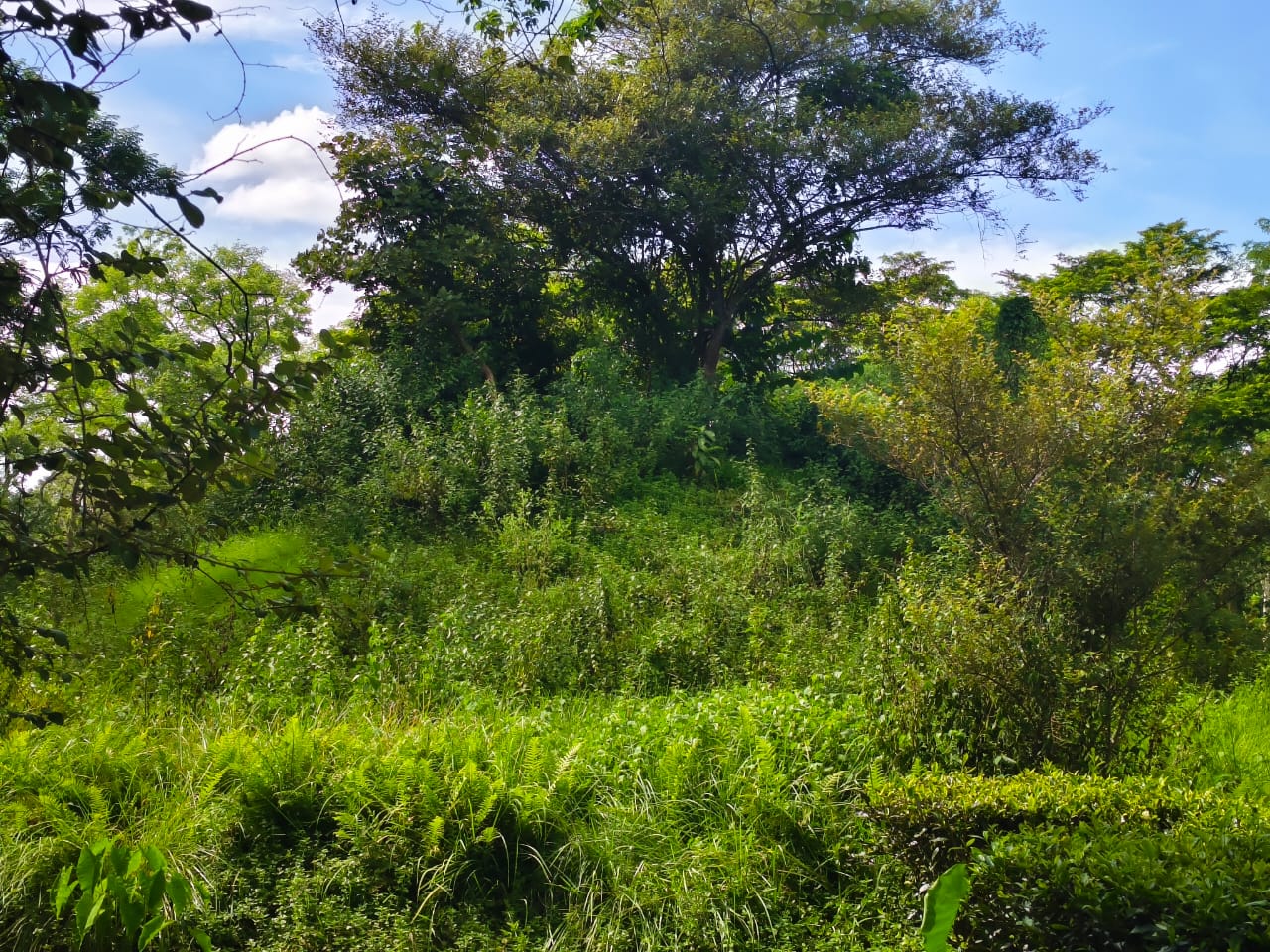 More than two hundred Ahom royal Maidam in tea gardens will be preserved