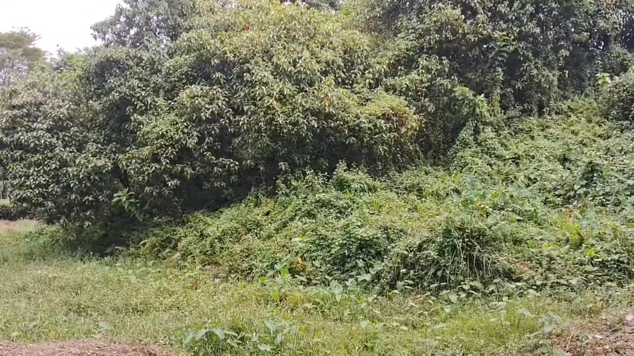 More than two hundred Ahom royal Maidam in tea gardens will be preserved