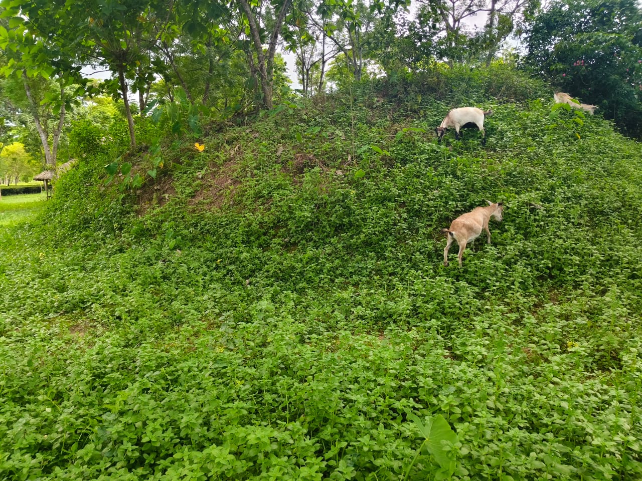 More than two hundred Ahom royal Maidam in tea gardens will be preserved