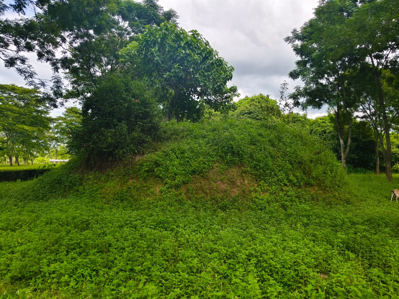 More than two hundred Ahom royal Maidam in tea gardens will be preserved