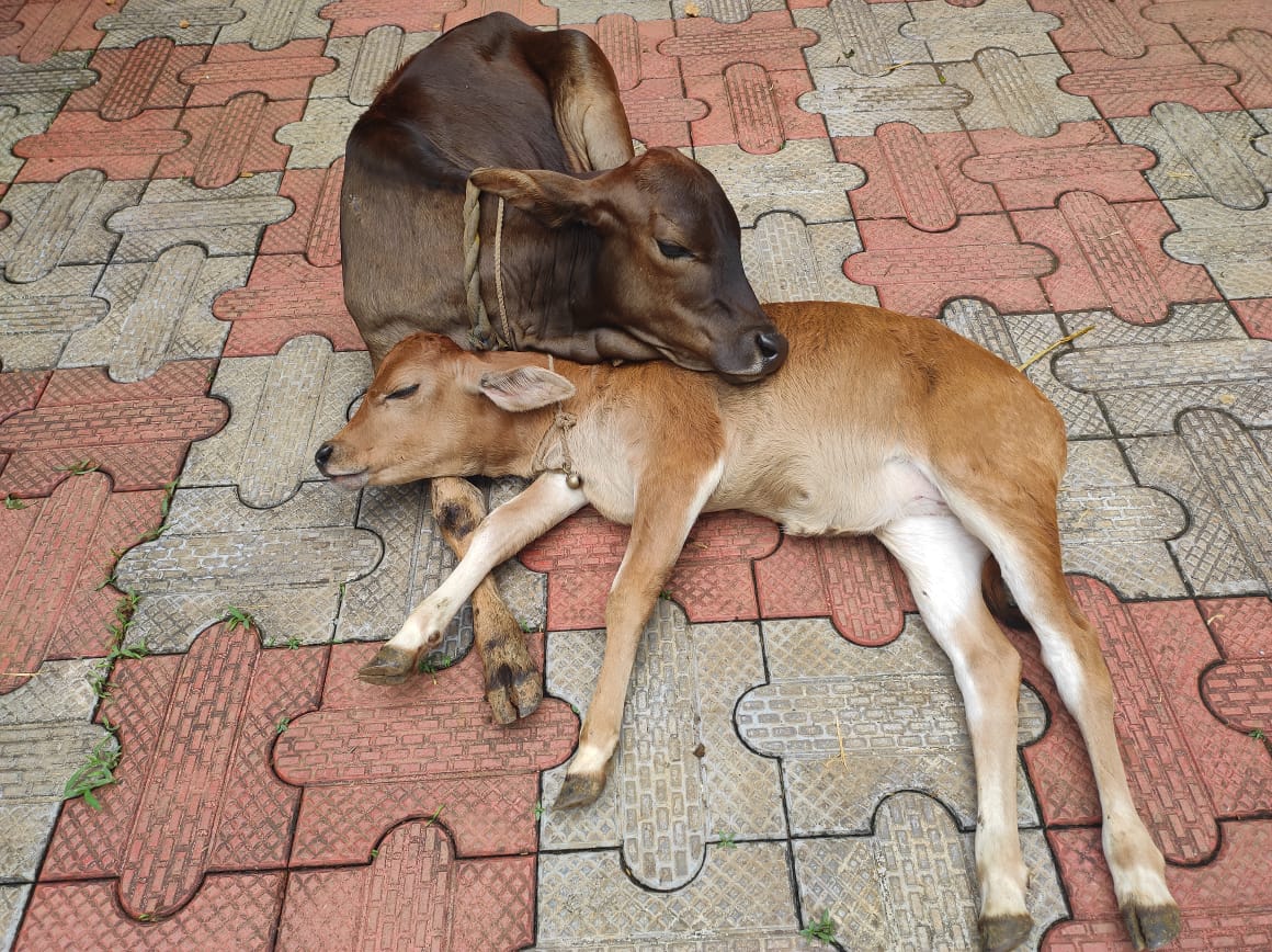 Kasargod Dwarf Cow Farming