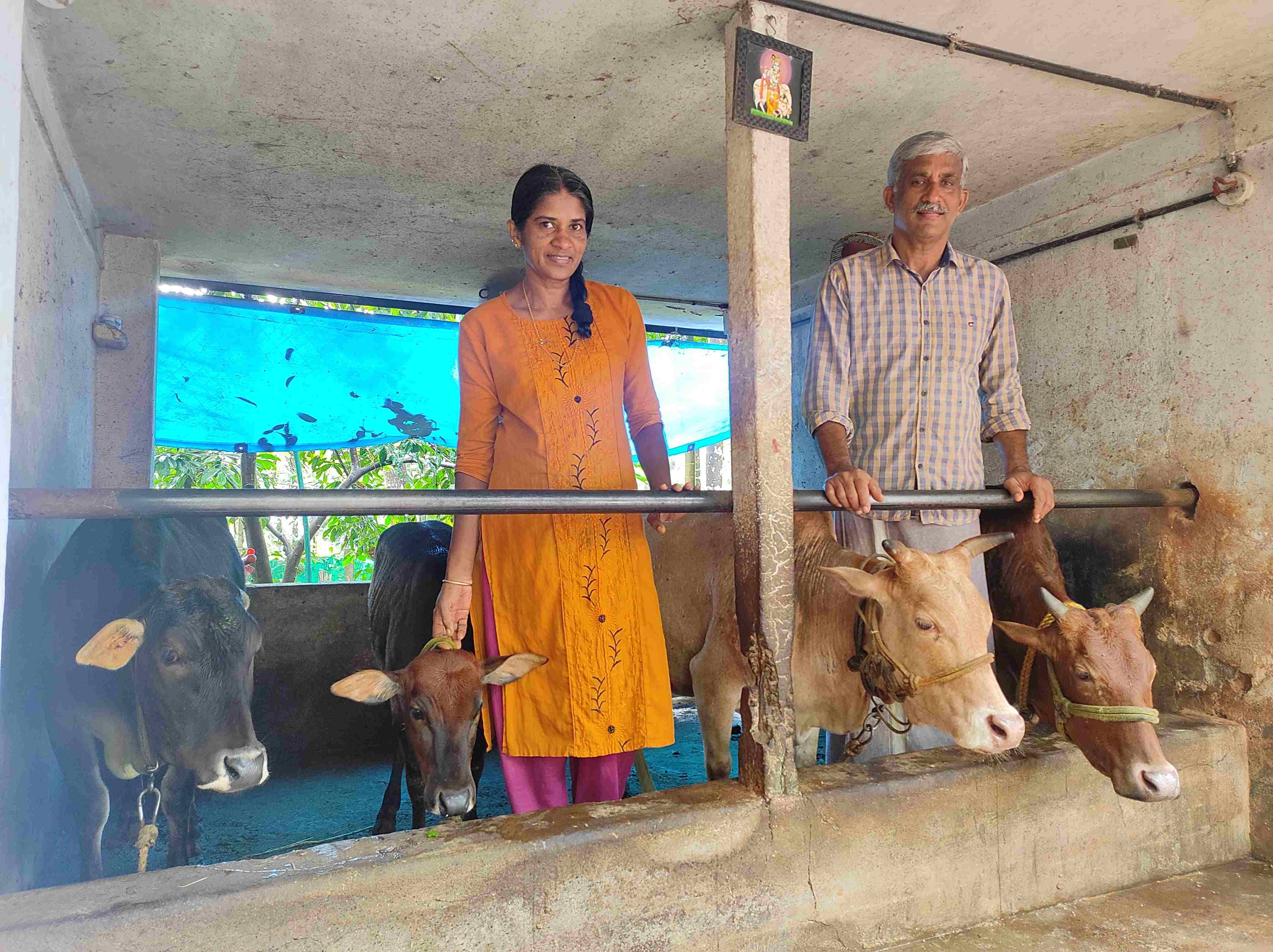 Kasargod Dwarf Cow Farming