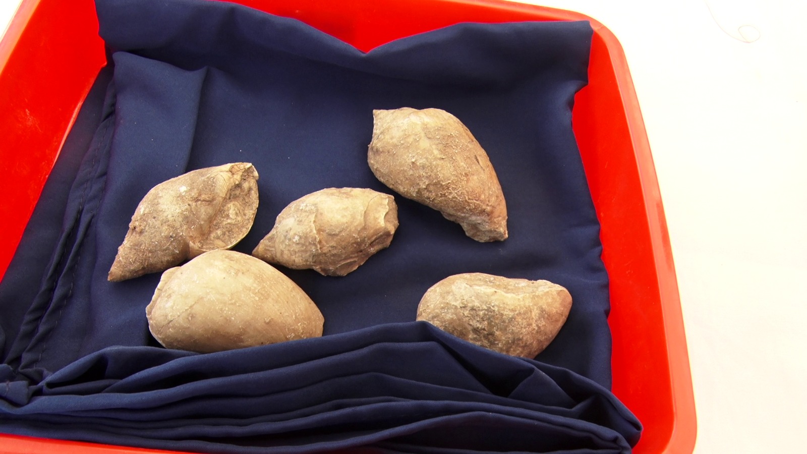 Dinosaur Fossil National Park Dhar