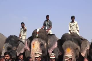 MYSURU  ಶ್ರೀರಂಗಪಟ್ಟಣ ದಸರಾ  ದಸರಾ ಆನೆ ಧನಂಜಯ  ಮೈಸೂರು ಜಂಬೂಸವಾರಿ