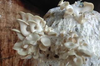 Groundnut Shells Become Mushroom Beds, Offering Saurashtra Farmers An Income Opportunity