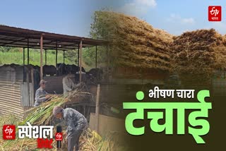 Severe Drought And Fodder Shortage