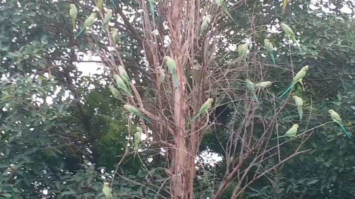 Andhra Pradesh Family Turns Its Roof Into Parrot Paradise