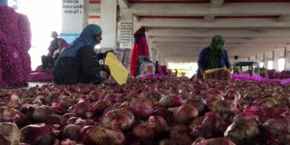 Madhya Pradesh Onion Farmers Reel Under Price Crash