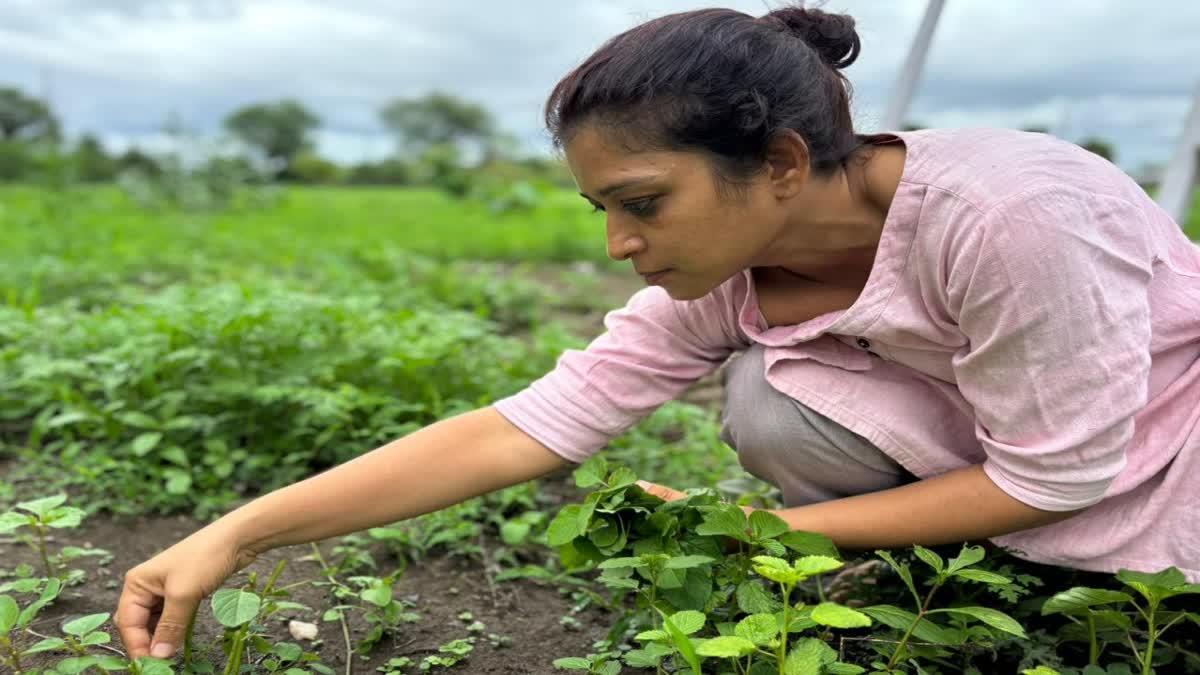 chhindwara Farming without plowing