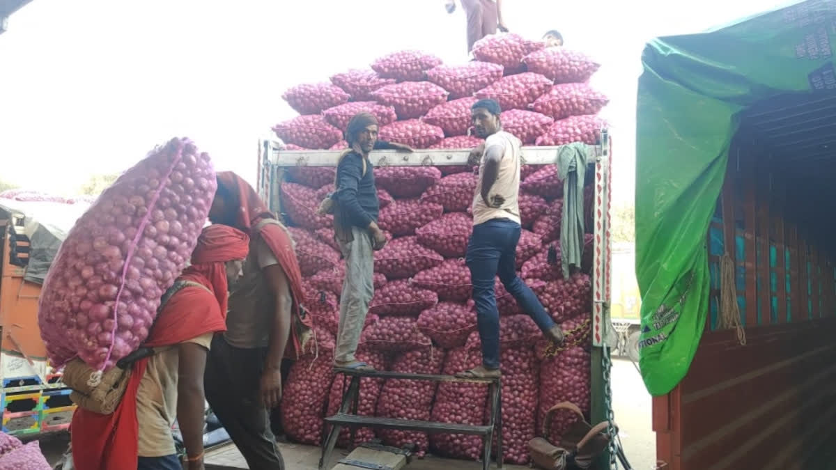Farmers loading onions onto carts