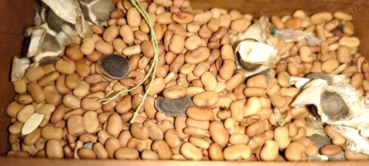 Preserving Past For Future: How Bhatkar Sisters Built A 300-Seed Bank In Madhya Pradesh’s Pandhurna