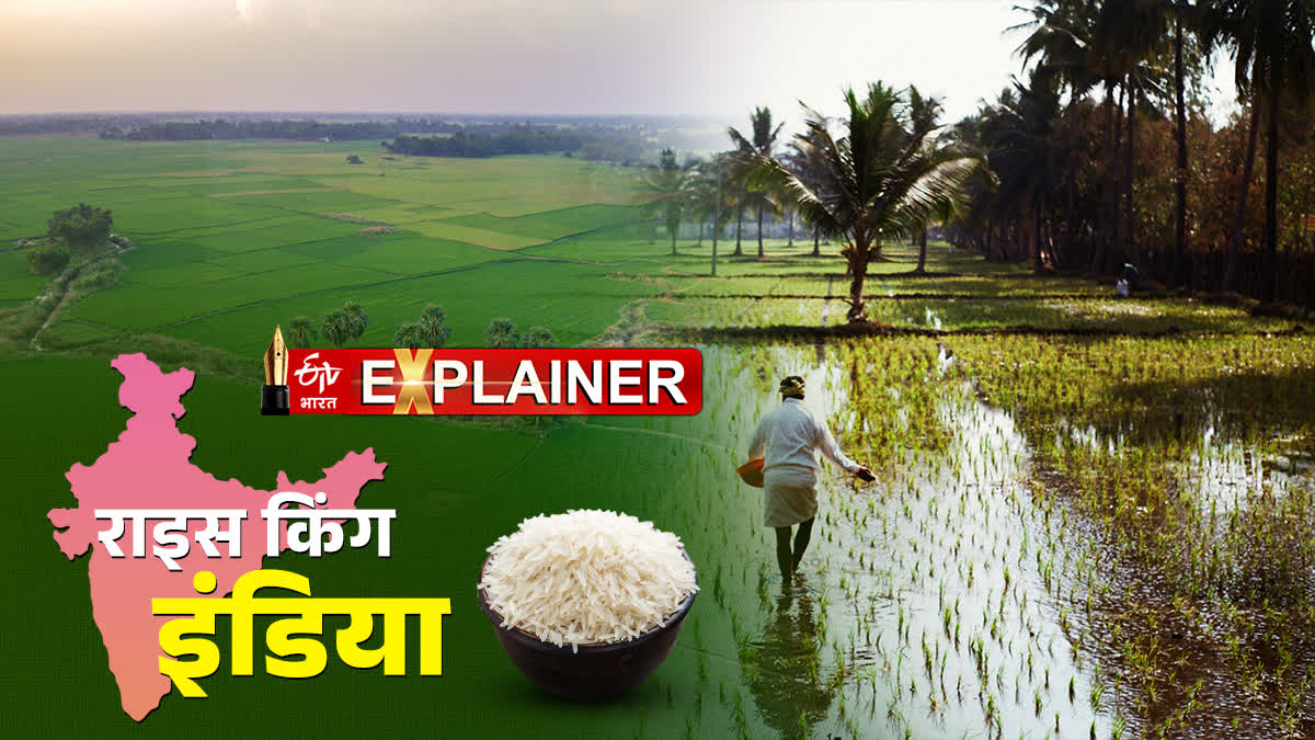 चावल उत्पादन में भारत का बजा डंका.