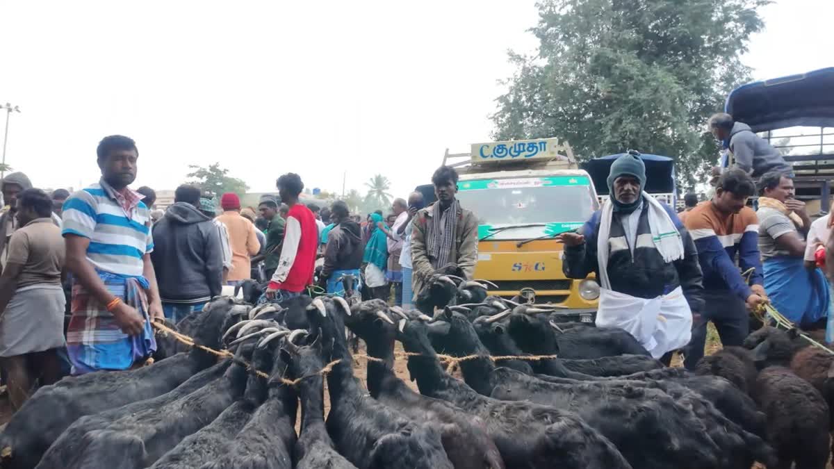 'பொங்கல் பண்டிகை எதிரொலி' - நல்லம்பள்ளி சந்தையில் ரூ.7 கோடிக்கு ஆடுகள் விற்பனை