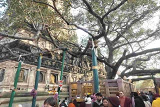 Mahabodhi Tree In Bodh Gaya