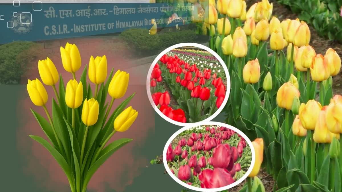 पालमपुर ट्यूलिप गार्डन