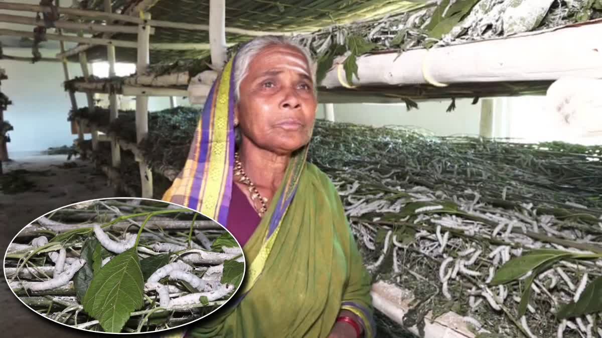 ಹಾವೇರಿ :ಹಿಪ್ಪುನೇರಳೆ ಸೊಪ್ಪಿಗೆ ಕ್ರಿಮಿನಾಶಕ ಸಿಂಪಡಿಸಿದ ದುಷ್ಕರ್ಮಿಗಳು; ಲಕ್ಷಾಂತರ ರೇಷ್ಮೆ ಹುಳುಗಳು ಸಾವು: ರೈತ ಕುಟುಂಬ ಕಂಗಾಲು..!!