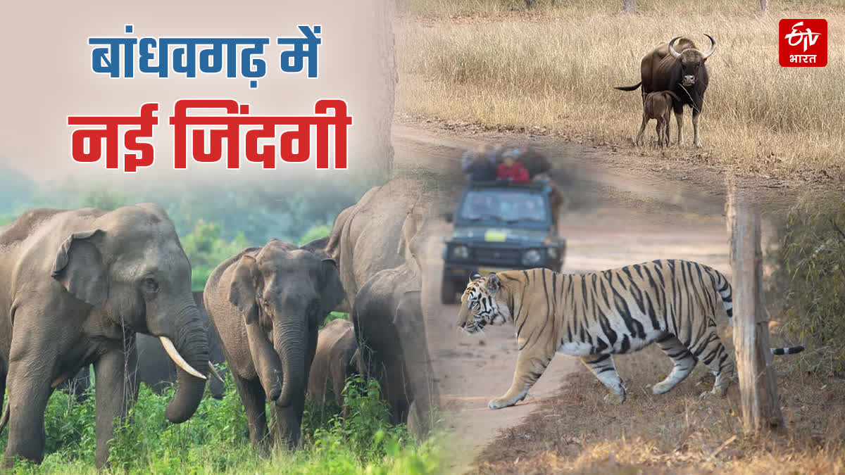 BISON TRANSLOCATION PROJECT MP