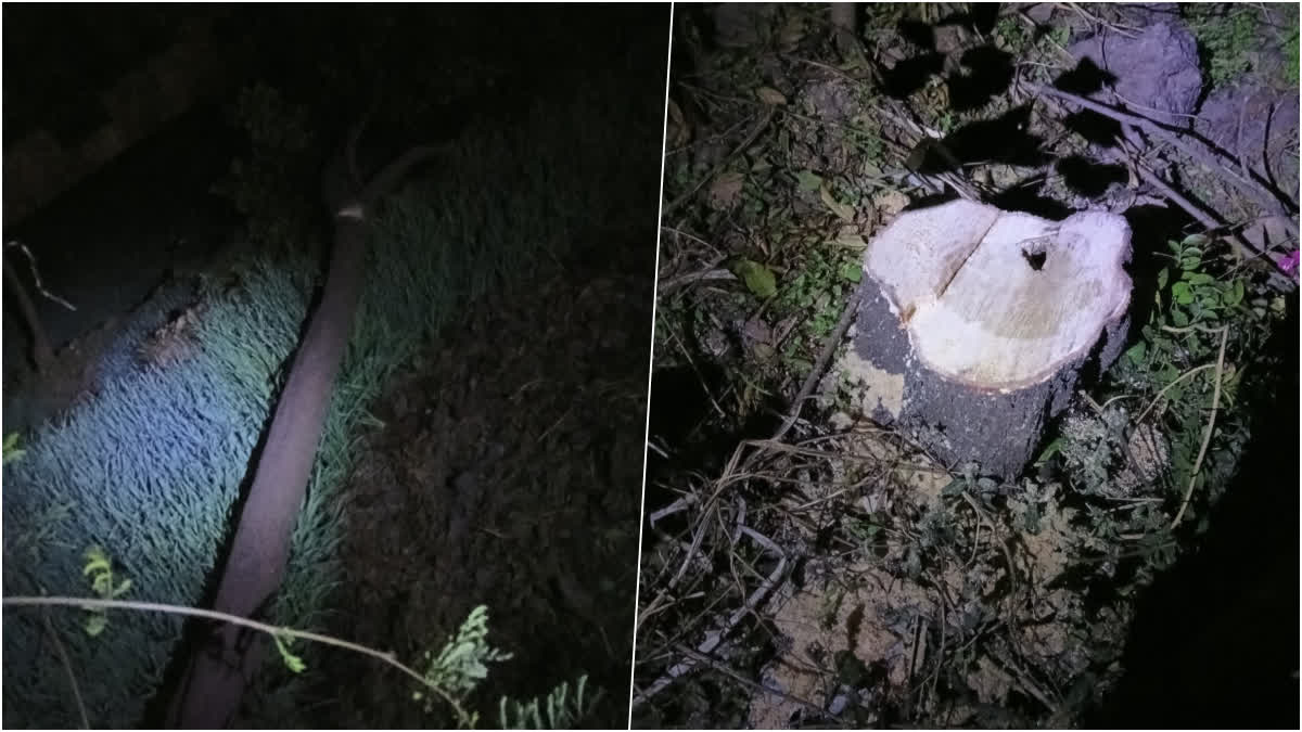 कटे हुए चंदन के पेड़