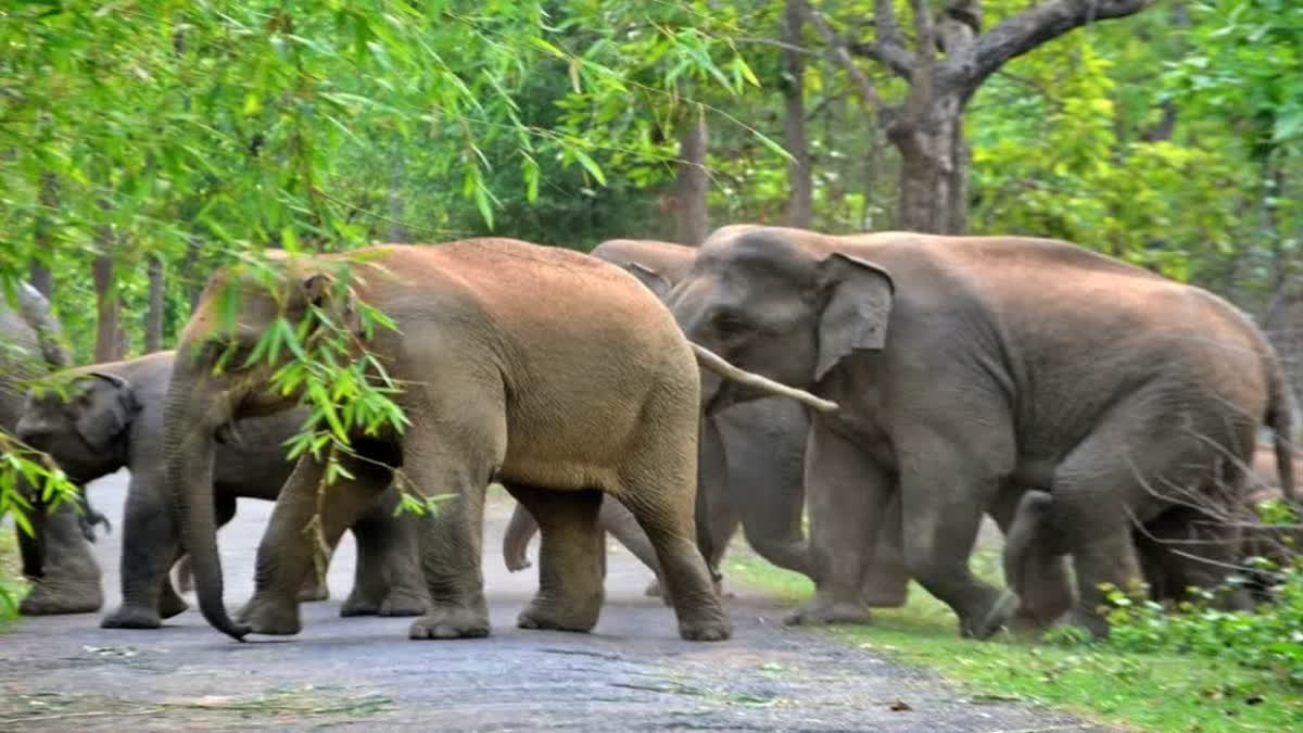 Four Of Family Among Five Trampled To Death By Wild Elephants In Jharkhand
